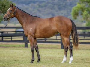 Toward Reward Thoroughbred