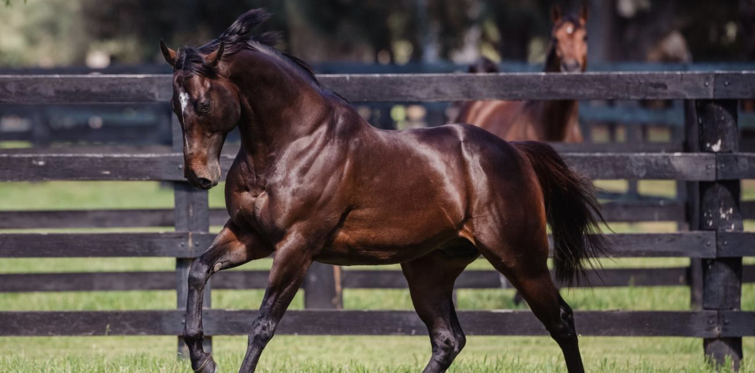 Sire Profile – Blue Point