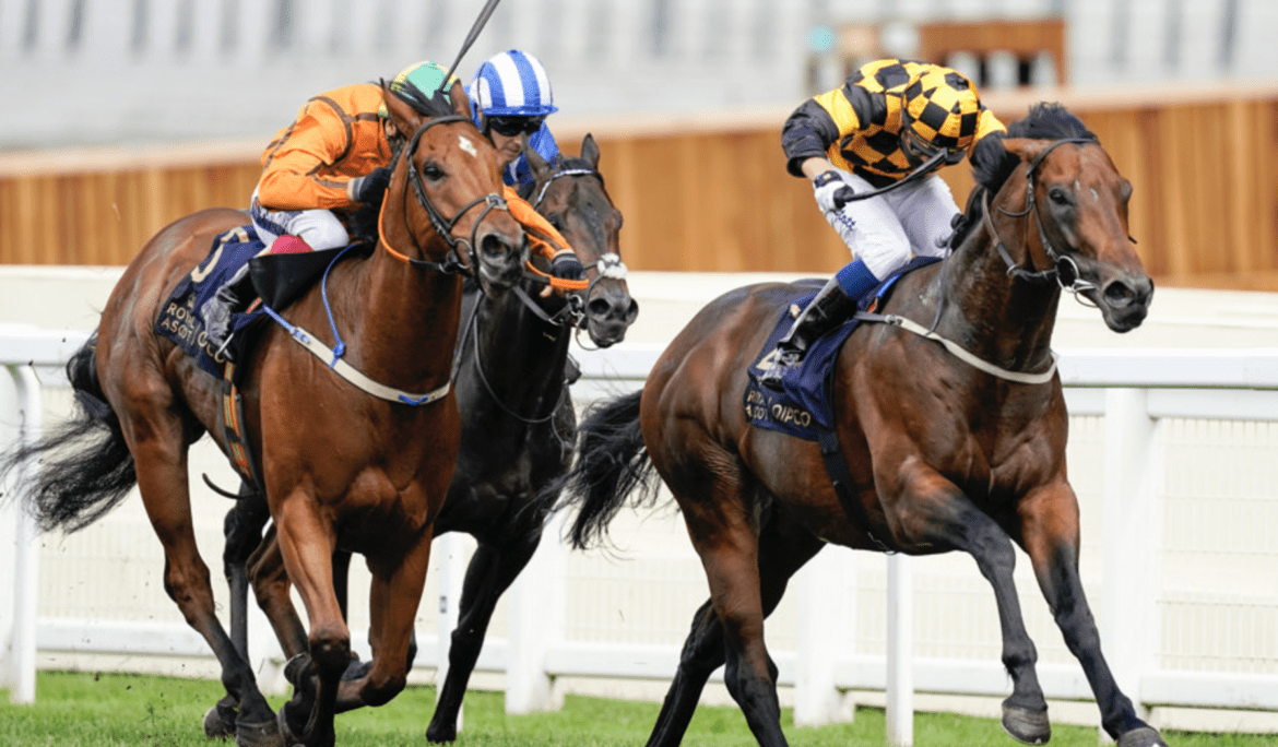 Sire Profile – Hello Youmzain