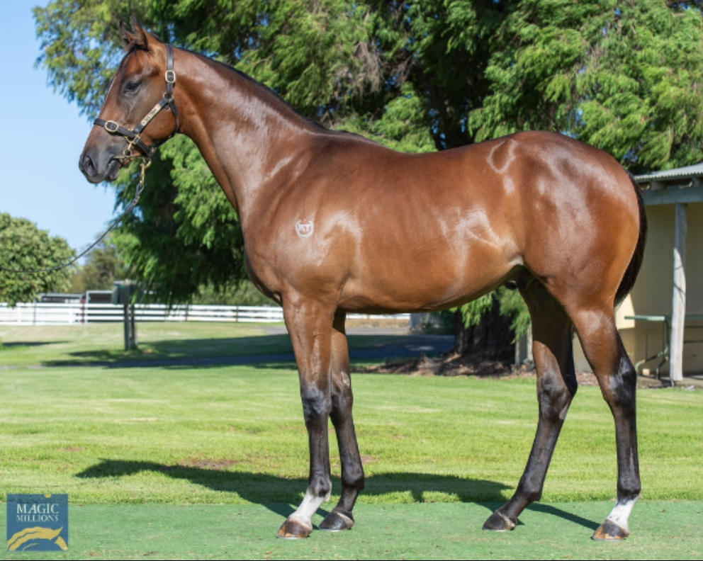 Rod Pearce Racing Stable Spotlight - Pearce Racing | Thoroughbred Sales