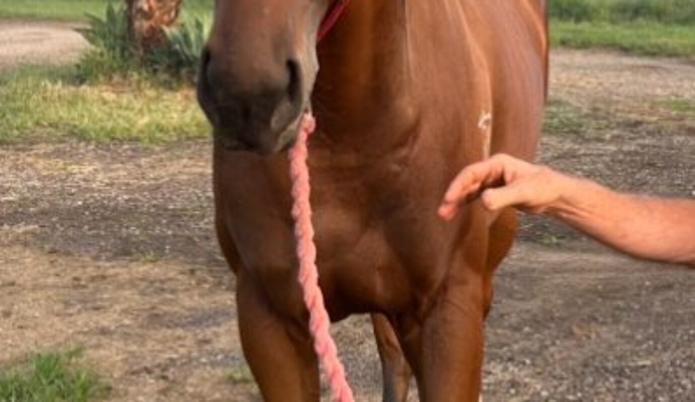 Justify X Akiko