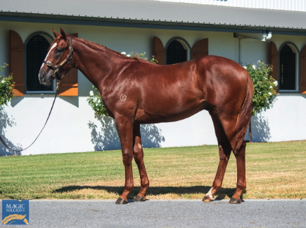 Latest Weekly Listings – Spirit Of Boom, Highland Reel and Written Tycoon