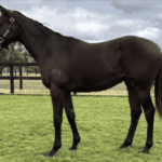 Latest Weekly Listings – Better Than Ready, Savabeel and Fierce Impact