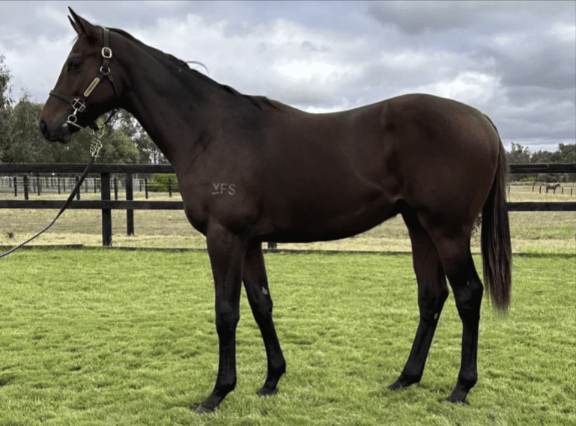 Latest Weekly Listings – Better Than Ready, Savabeel and Fierce Impact