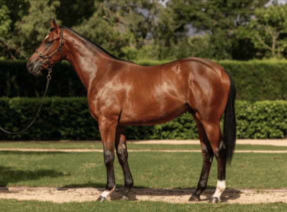 Latest Weekly Listings – I Am Invincible, Snitzel and Acrobat