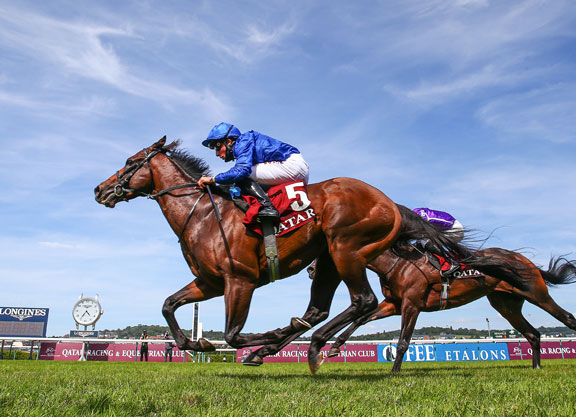 Sire Profile – Pinatubo