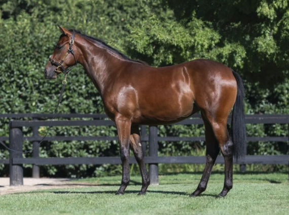 Latest Weekly Listings – Star Turn, Pierro and Hanseatic