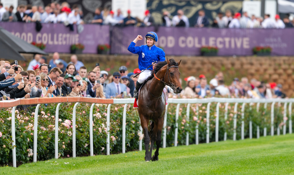 Sire Profile – Anamoe
