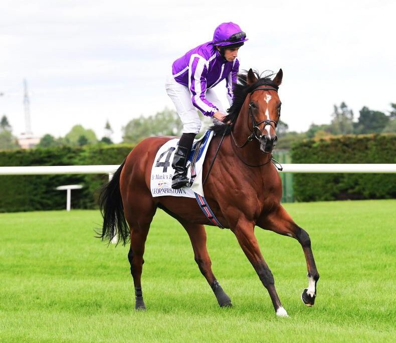 Sire Profile – St Mark’s Basilica