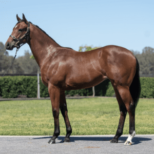 Magic Millions Gold Coast Yearling