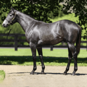 Magic Millions Gold Coast Yearling