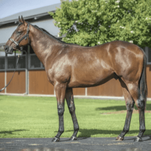 Magic Millions Gold Coast Yearling