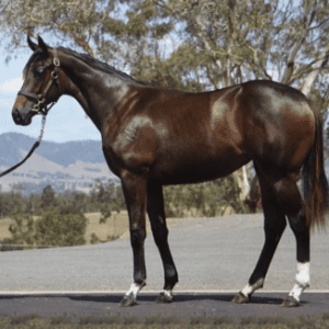 Magic Millions Gold Coast Yearling