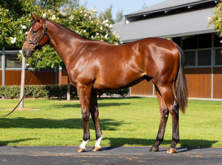 Snitzel X Nanyo Venus Snitzel X Nanyo Venus