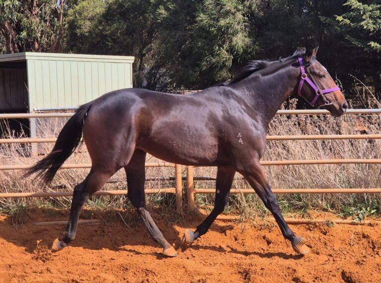 Blue Point X Hasta Manana