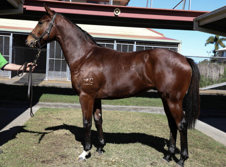 Wild Ruler X D’amore D’merrier Wild Ruler X D’amore D’merrier