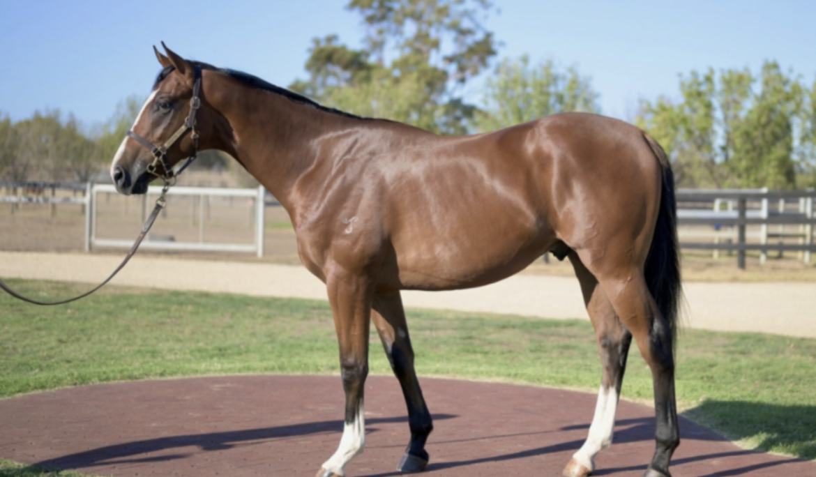 Victorian based yearlings still remaining!