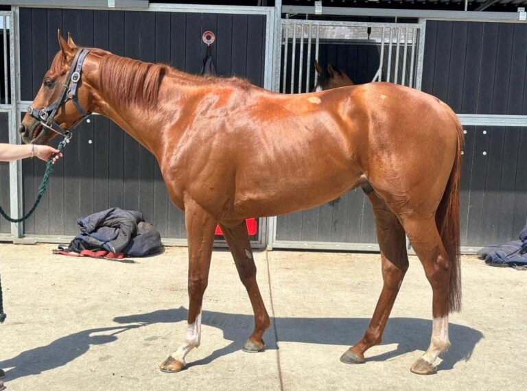 Ghaiyyath X Piccadilly Filly