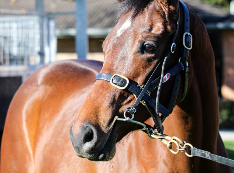 Ardrossan X Madam Charm