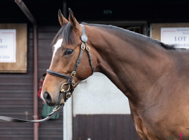 Too Darn Hot X Jumira Princess Colt