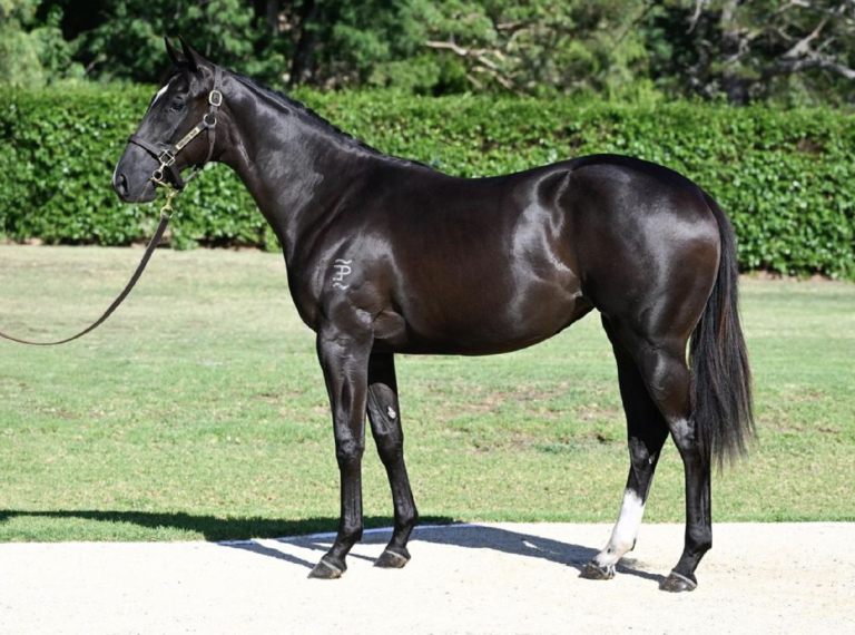Brazen Beau X Siyaadeh