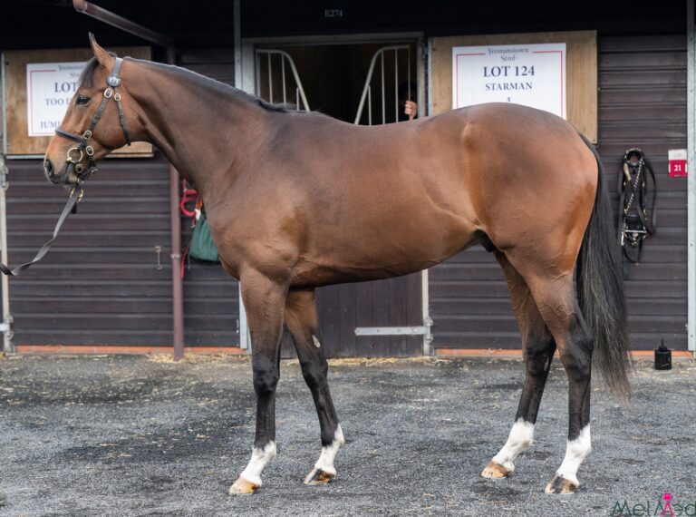Too Darn Hot X Jumira Princess Colt Too Darn Hot X Jumira Princess Colt
