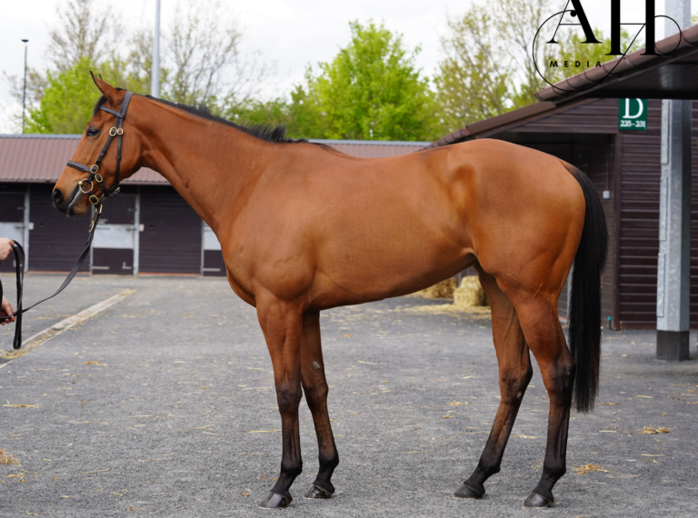 St Mark’s Basilica X Zasha Filly St Mark’s Basilica X Zasha Filly