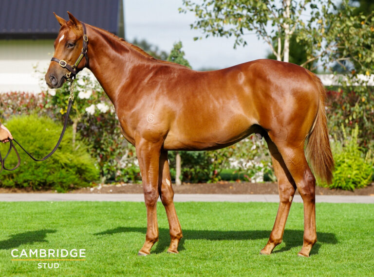 Almanzor X Zabay Almanzor X Zabay
