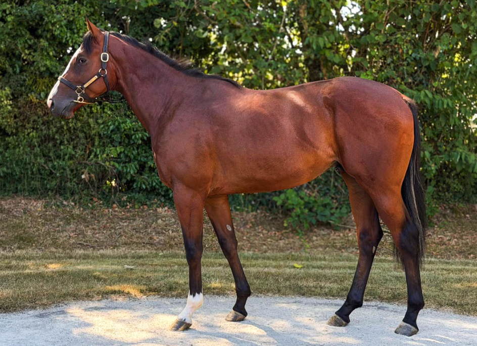 Latest Weekly Listings – Artorius, Extreme Warrior and St Mark’s Basilica