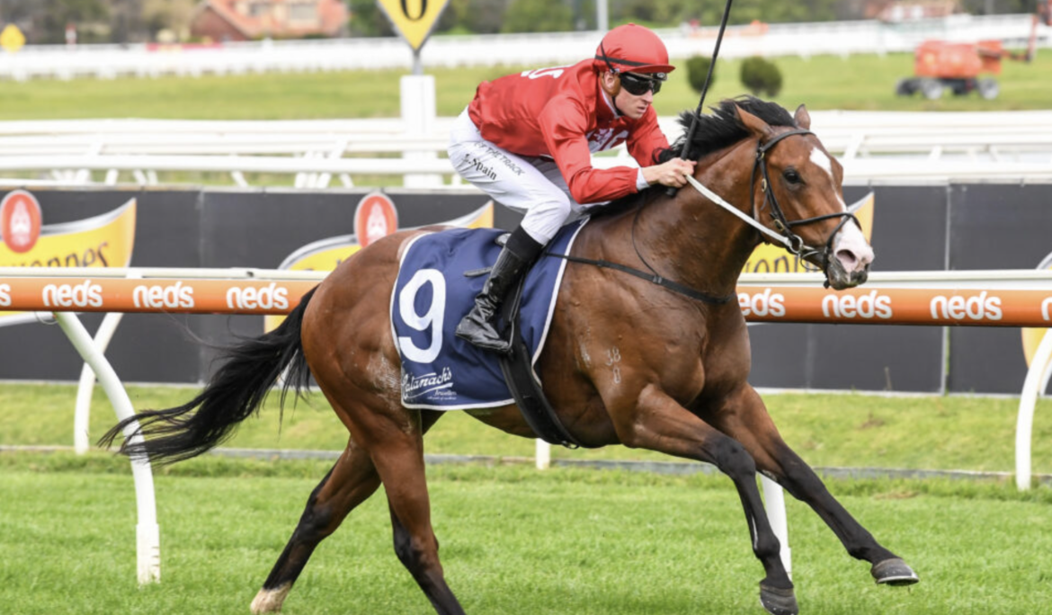 Sire Profile – Extreme Warrior