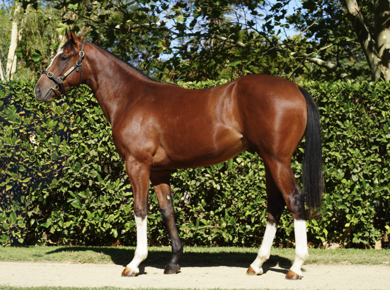 Toronado X Sistine Queen Toronado X Sistine Queen