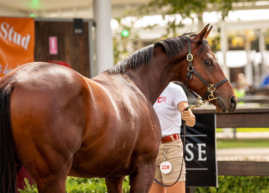 Racehorse Marketplace vs Auction vs Direct Sale