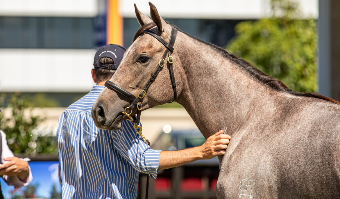 Buying a Racehorse Online: What to Check Before Contacting the Seller