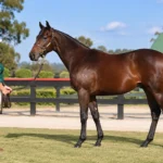 Buying a Yearling