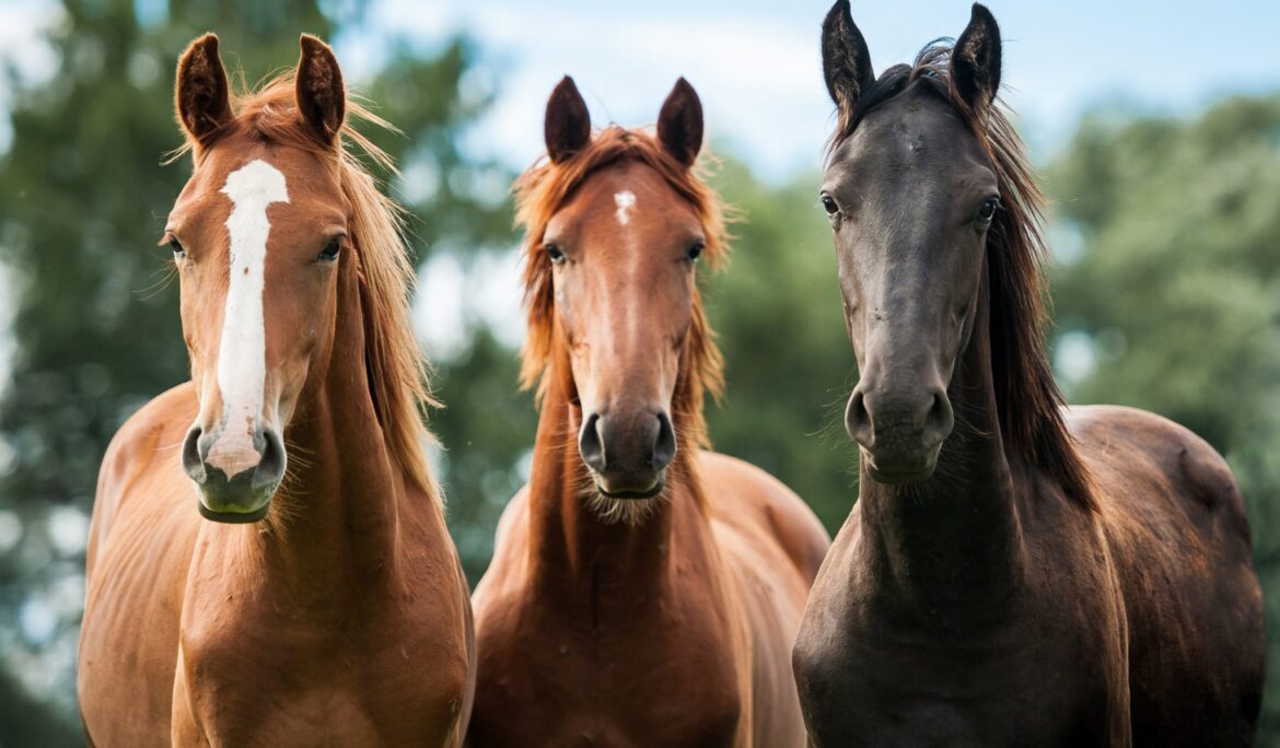 Find Racehorses for Sale in Australia and Compare Thoroughbred Opportunities