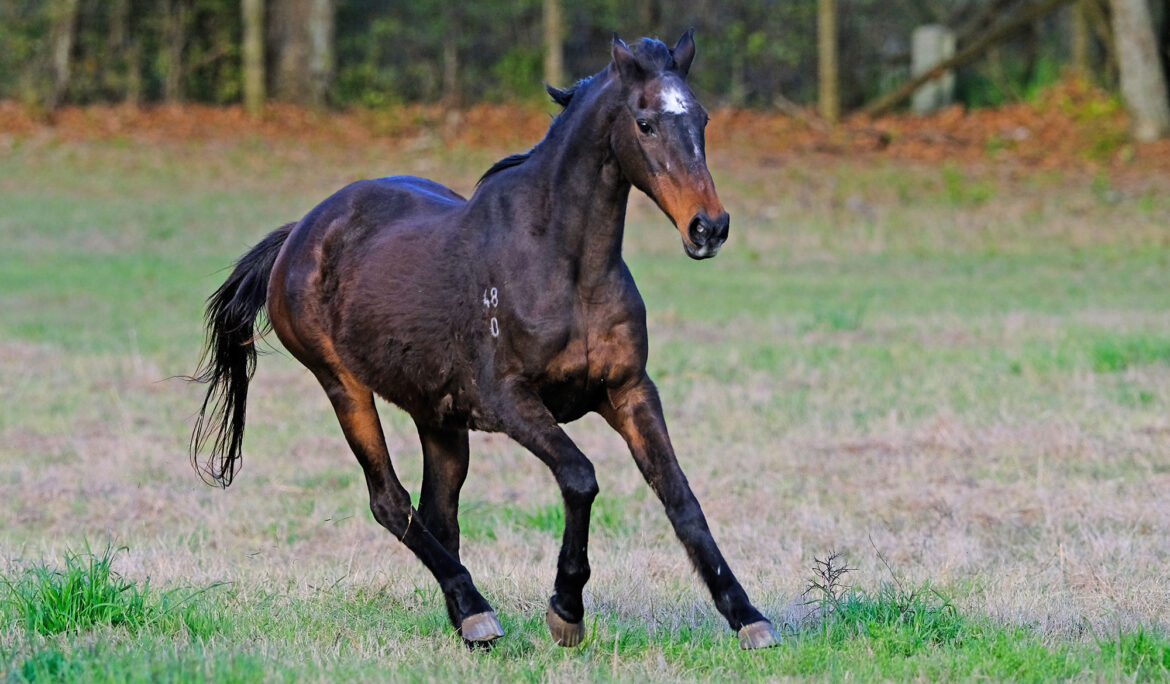 Horses for Sale in Australia