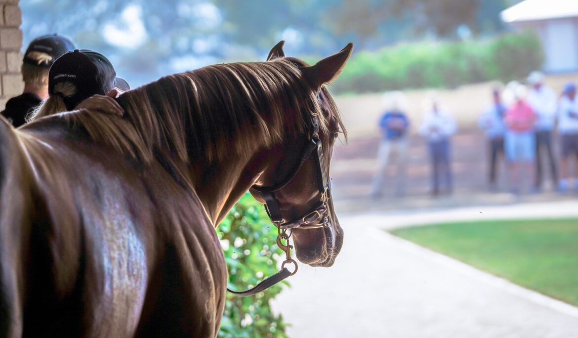 racehorse advertising packages