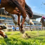 Racehorse Lease Australia