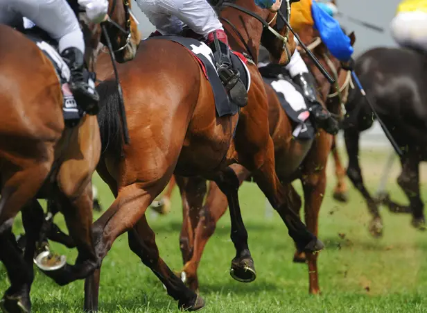 Racehorse Shares for Sale