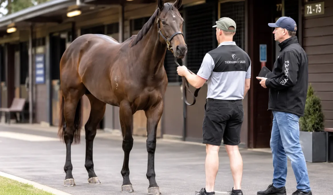Ready-to-Run Horse or Yearling