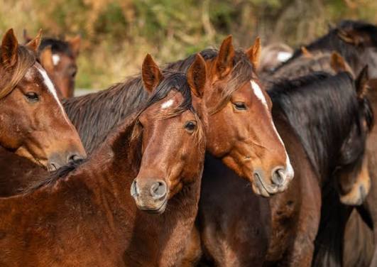 Tried Horses for Sale Australia