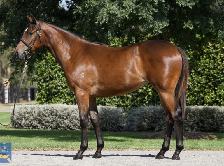 Shamus Award X Royal Myth